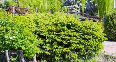 Smrk nidiformis - polštářové jehlice